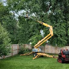 Best Tree Maintenance Programs  in Sophia, WV